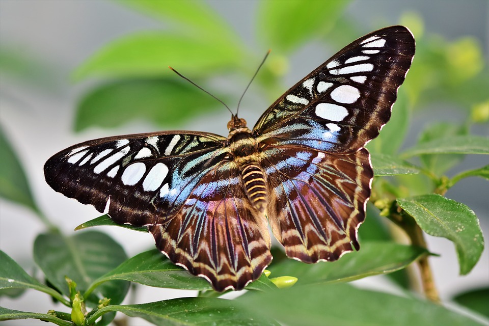 exotický motýl