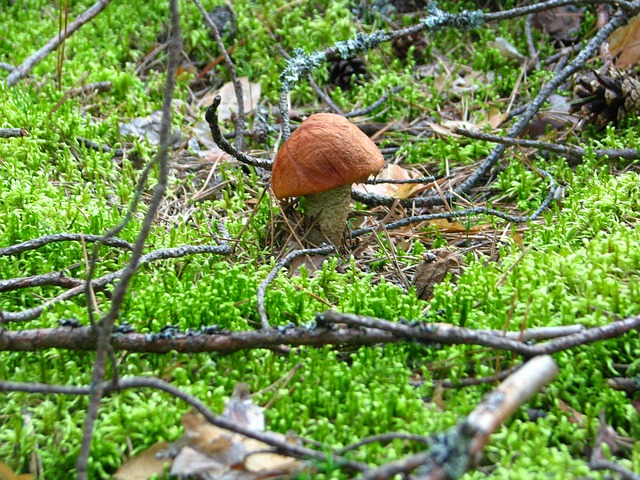 houba v mechu